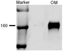 NKCC2/SLC12A1 Antibody, Novus Biologicals:Antibodies:Primary Antibodies
